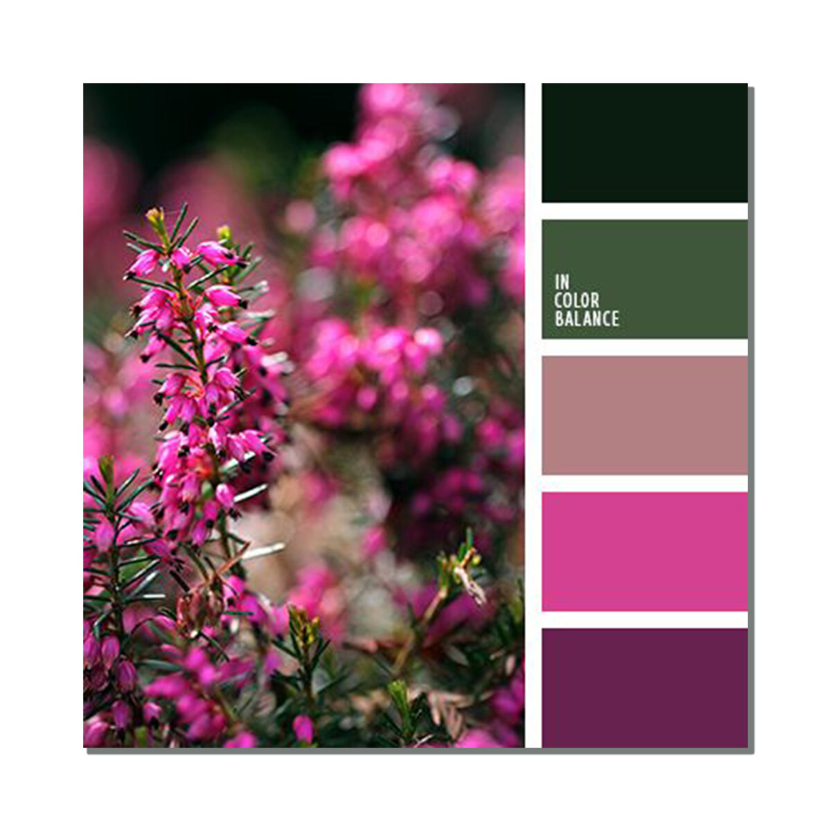 Seeds Color Palette фуксия