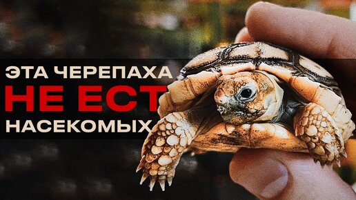 ГОСТЬЯ ИЗ АФРИКИ | Содержание Шпороносной черепахи - Centrochelys sulcata