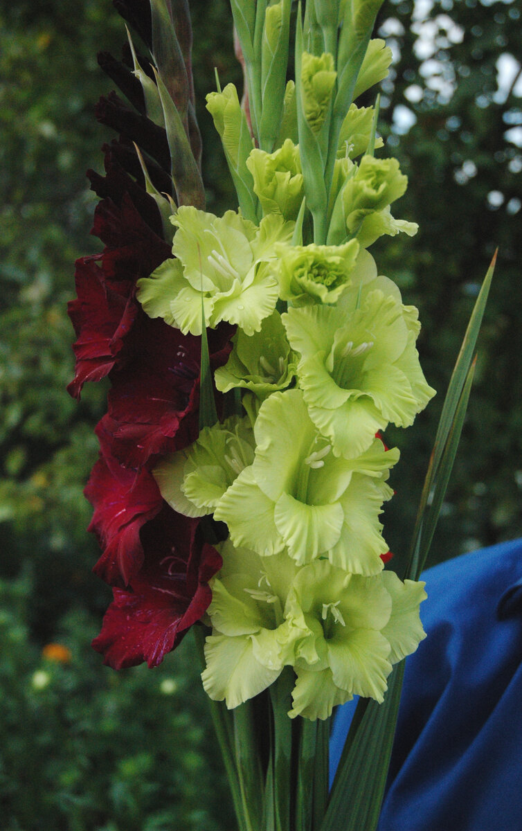 Мне нравятся гладиолусы, очень