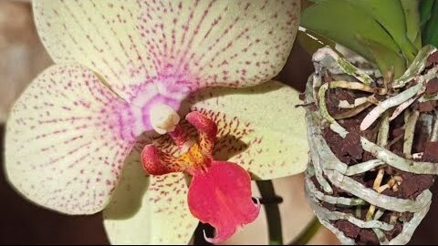 Моя новинка. Орхидея Phalaenopsis Maya, пересадка, проверяю корни. Описание.