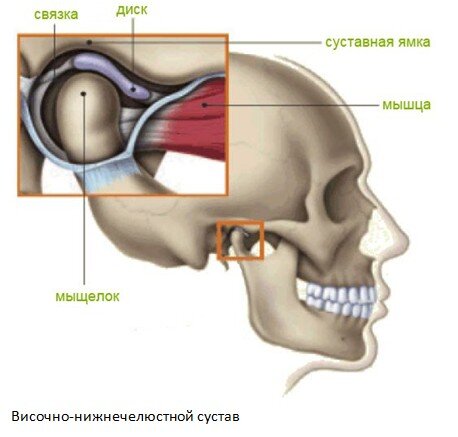 Мыщелковый отросток нижней челюсти входит с суставную ямку височной кости. Между этими двумя костными структурами пролегает хрящевой диск, который их разделяет и дает скользить мыщелку о скат суставного бугорка. Диск же в свою очередь регулируется задней связкой, которая тянет диск назад, и медиальной крыловидной мышцей, которая при открывании рта напрягается и тянет его вперед, тем самым обеспечивая диску подвижность и сохранность места.