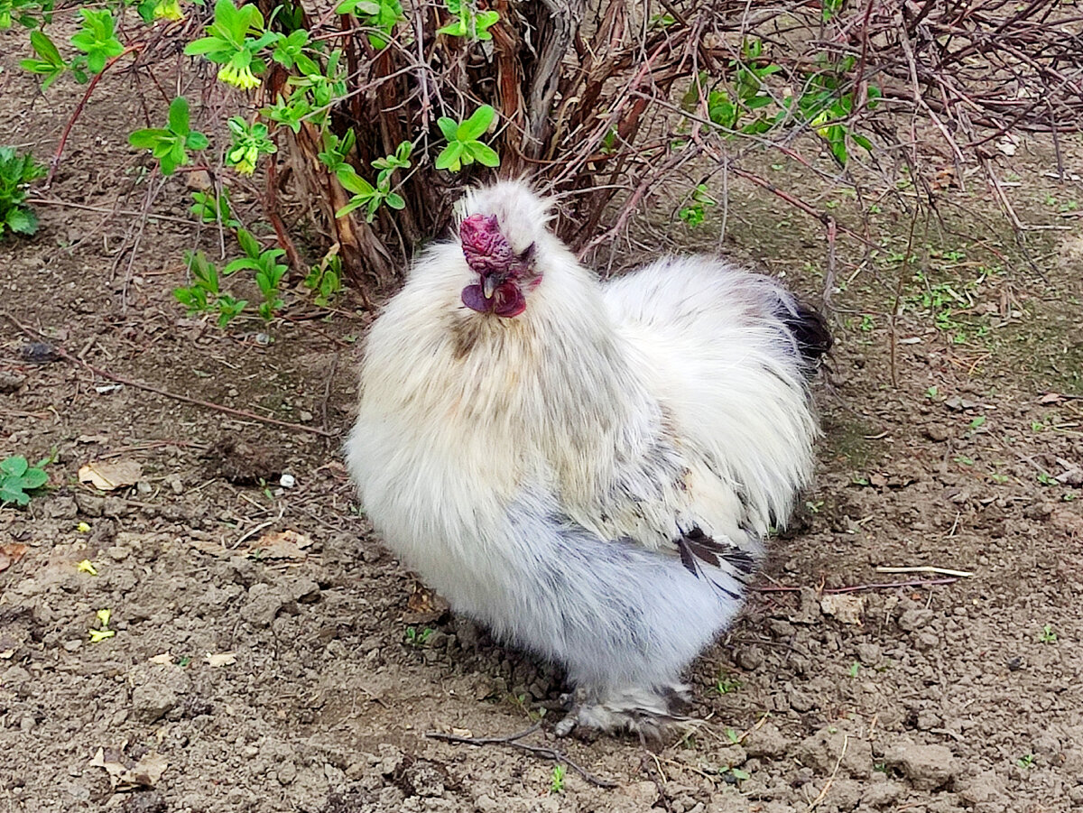 Вот такой наш Рубль  красавчик