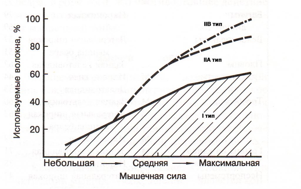 В зависимости от приложения усилия меняется и вовлечение кол-ва мышечных волокон мозгом