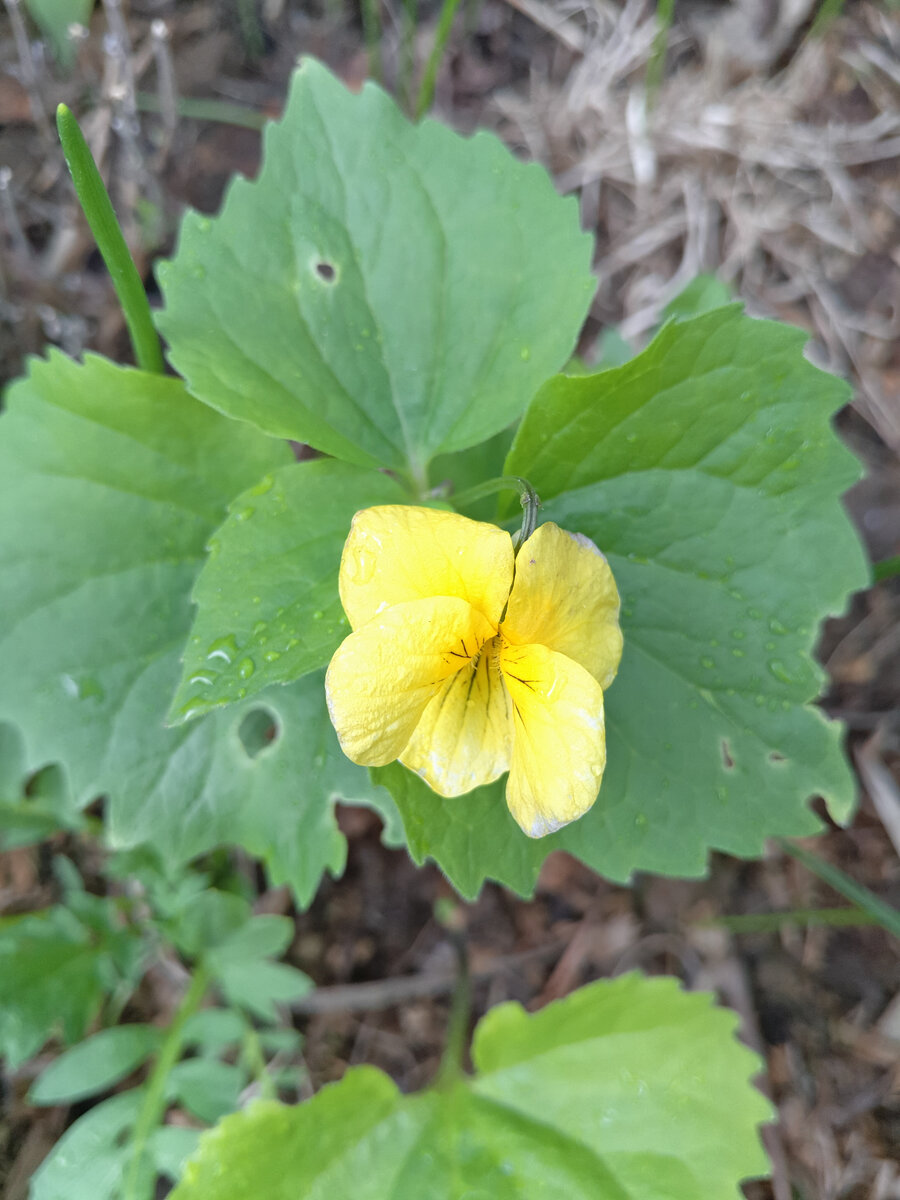 Фиалка одноцветковая (Viola uniflora)