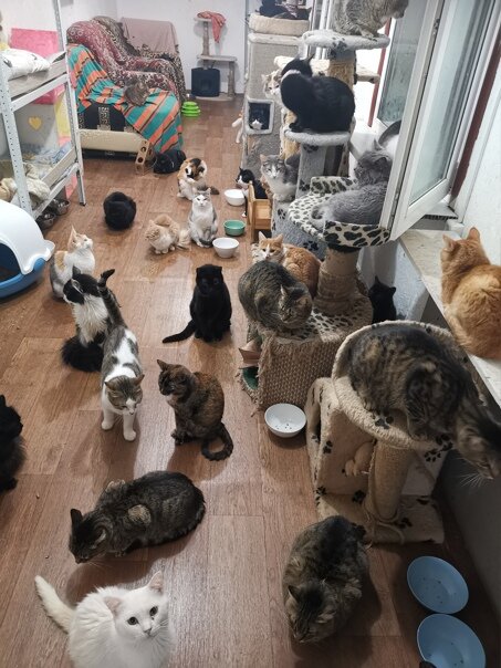 +100 кошек в Котодоме, которые нуждаются в заботе, лечении и в корме.