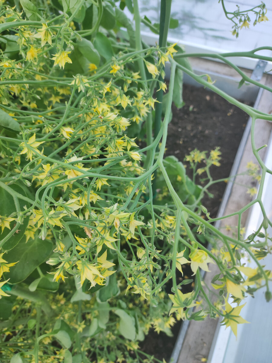 Фото автора, томат Поцелуй, конец июля 2022 года