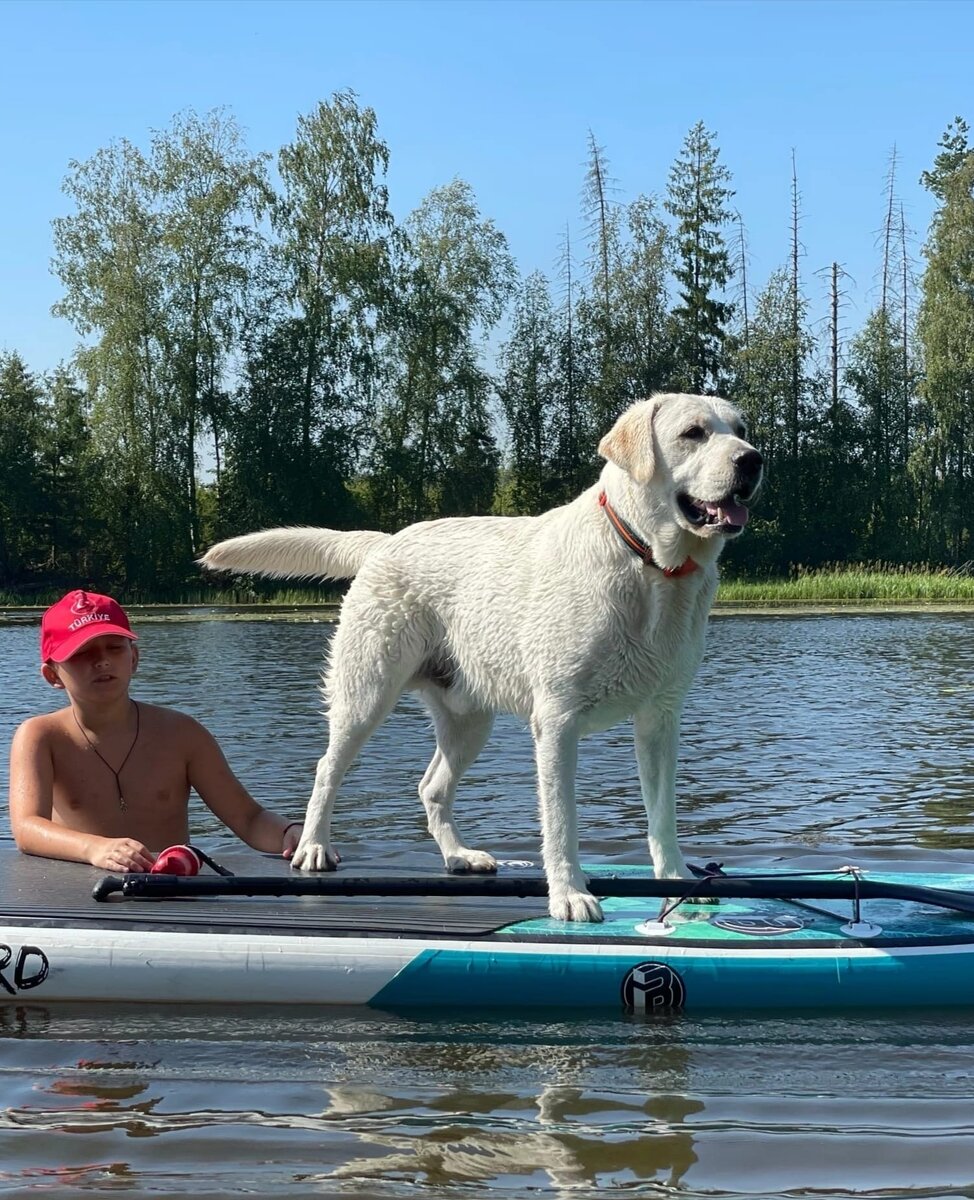 кобель лабрадора Валнериз Марсель Дарсо