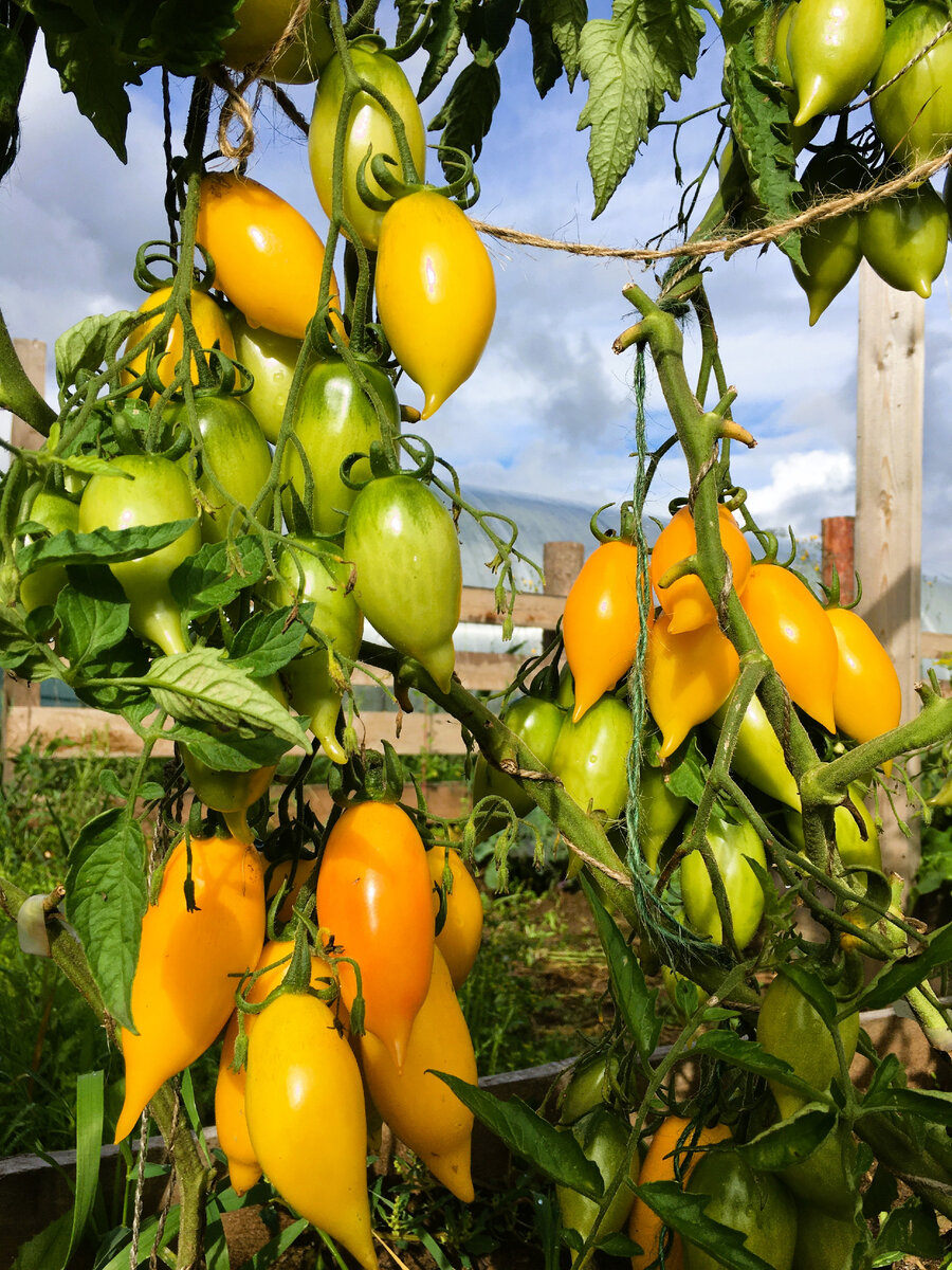 Есть такие сорта томатов, о которых нужно рассказывать всем. Они урожайны, устойчивы к заболеваниям, дают вкусные и сладкие помидорки, а еще отлично растут и плодят как в теплице, так и в ОГ.-3