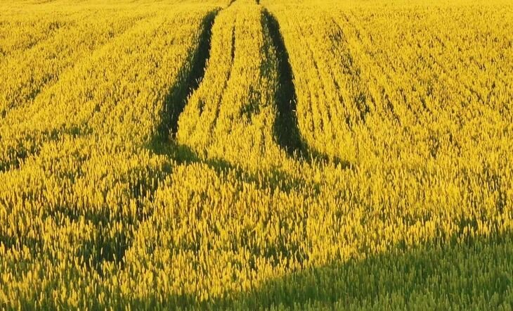    Аграрии Воронежской области впечатляют намолотами в уборочной кампании 2022