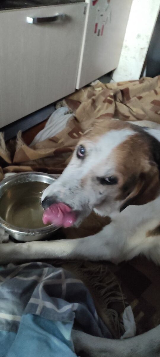 Очаровательный старенький пёсик Бушуй живёт свою тихую жизнь,  плохо переносит жару. И все равно радуется каждому дню