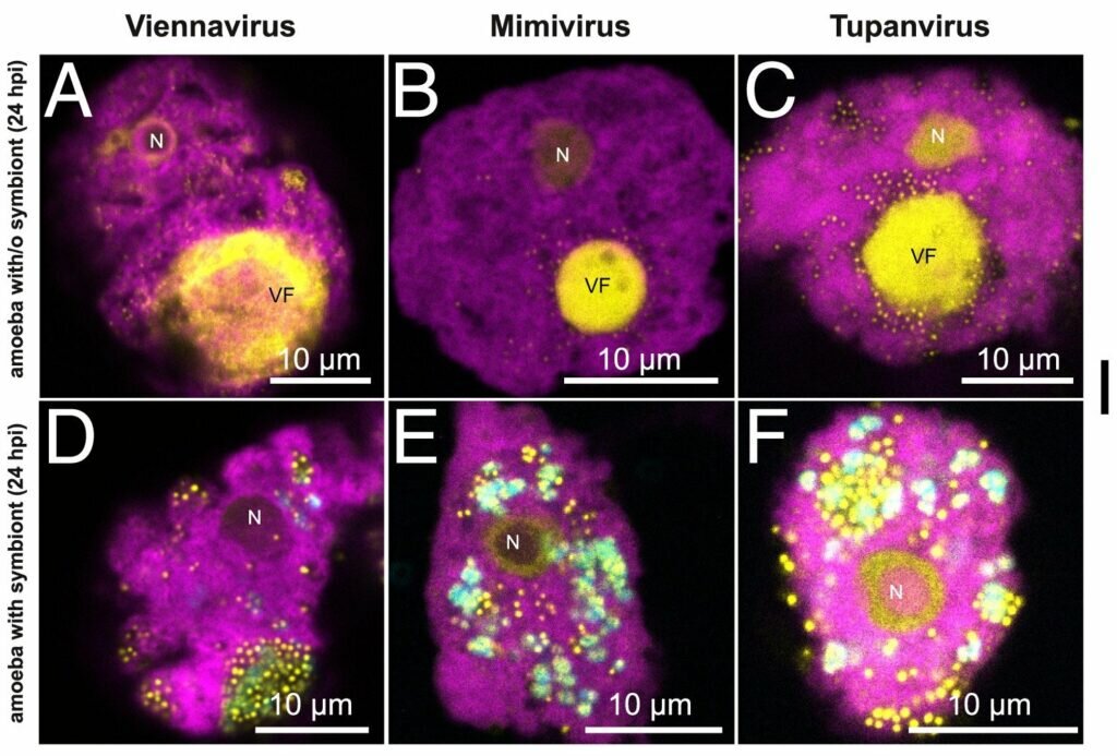   Хламидии подавляют размножение вирусов в зараженной амебе / © CMESS