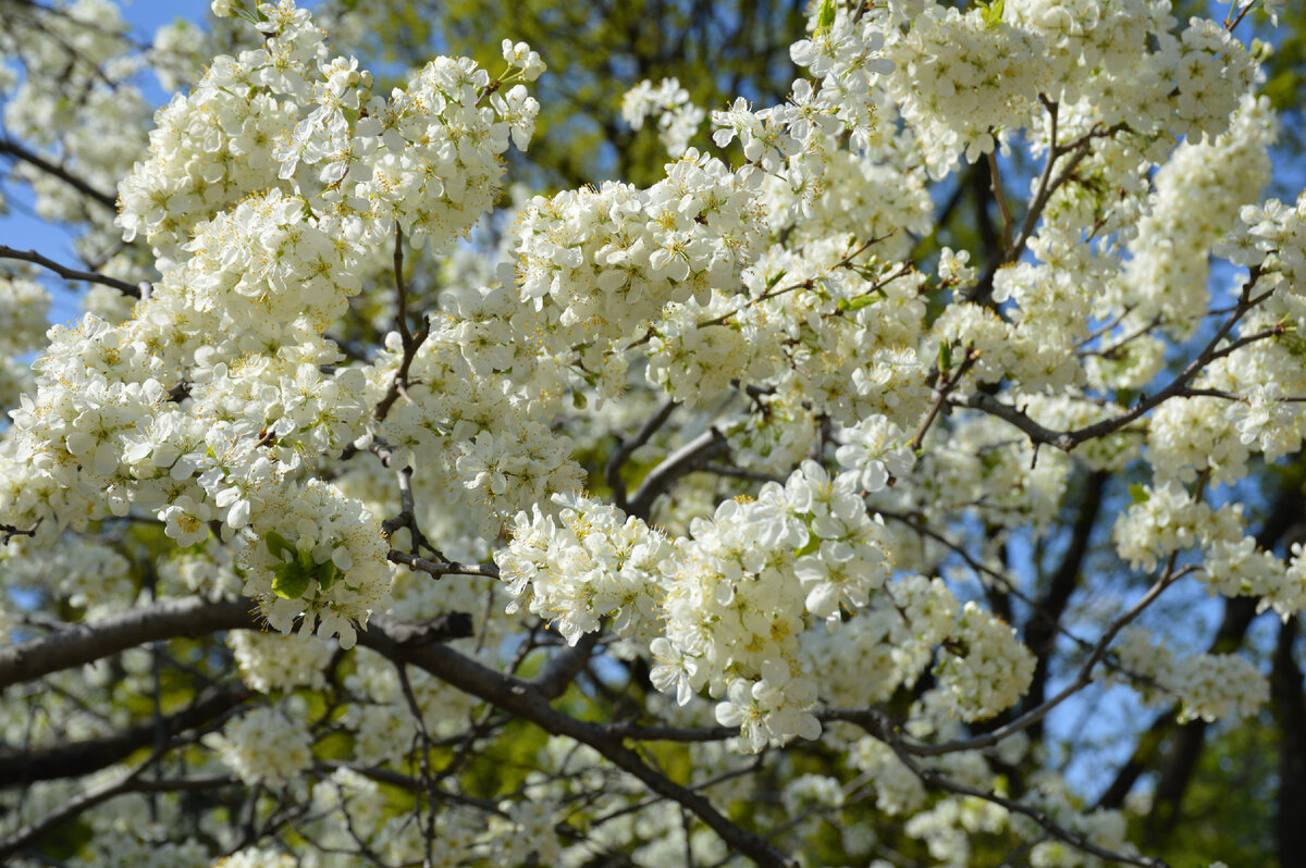Белый-весенний