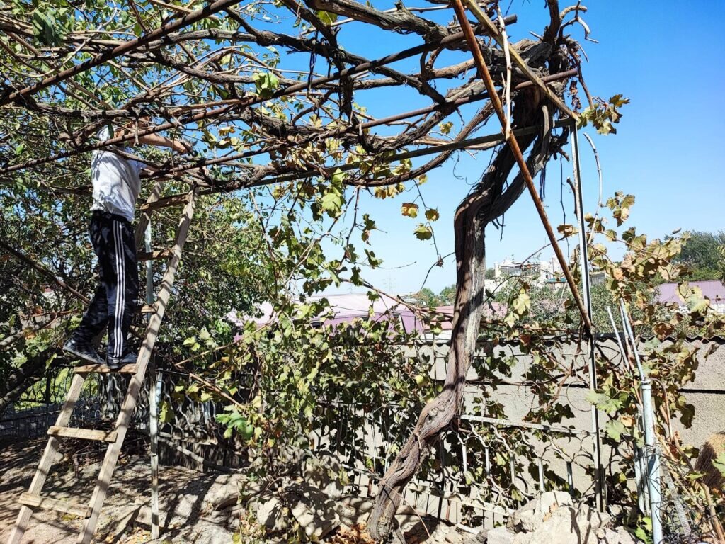 Домашний виноград в Самарканде, 2022 год. Фото Сергей Данилов