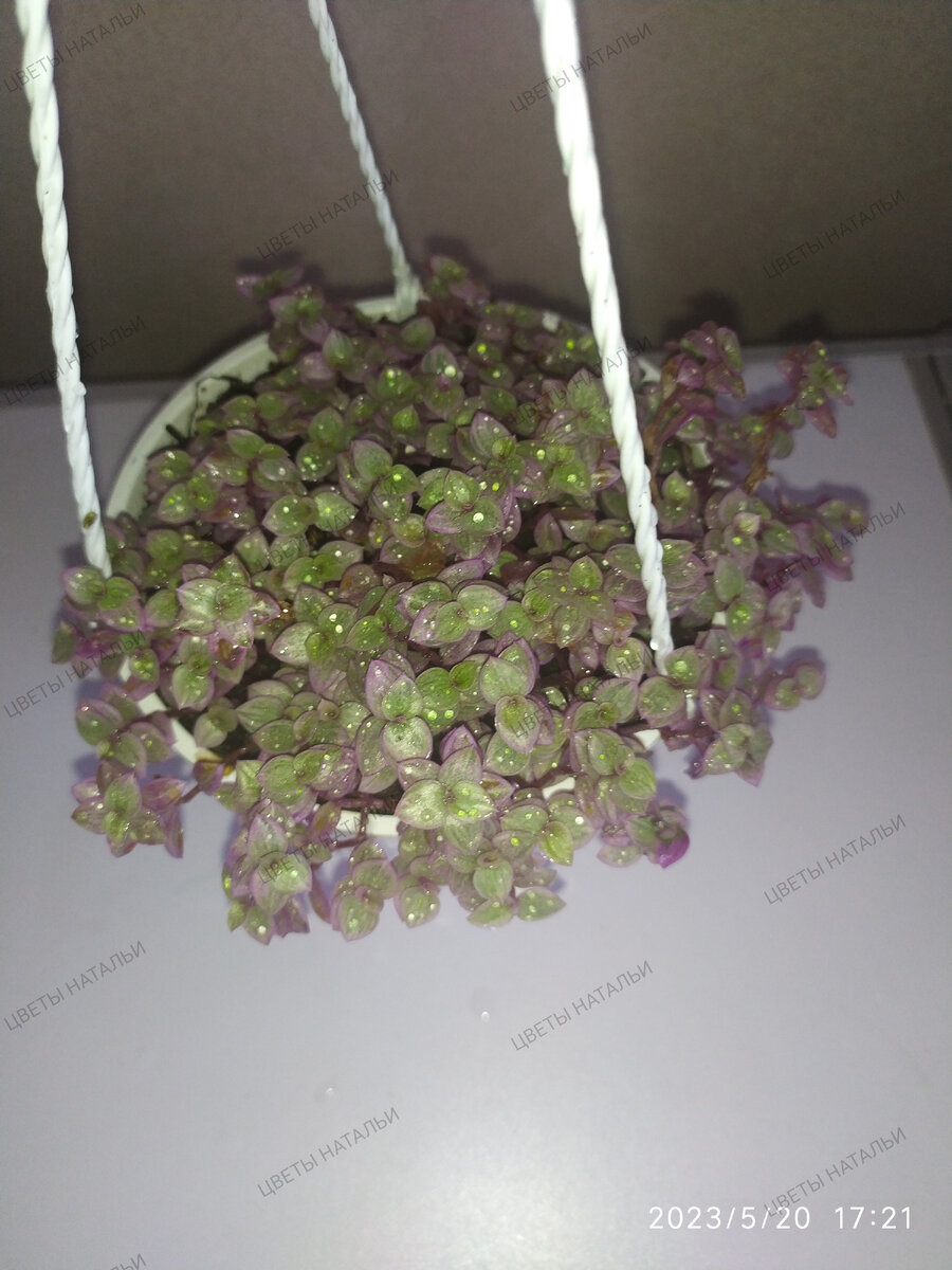 Коллизия Розовая Пантера 20.05.2023