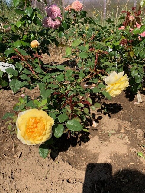  Роза-первогодка Poets Wife(The Poet's Wife). Как у многих остинок, очень тонкие ветки. Посмотрим, что будет на второй год. Цветок держится 3-4 дня. 