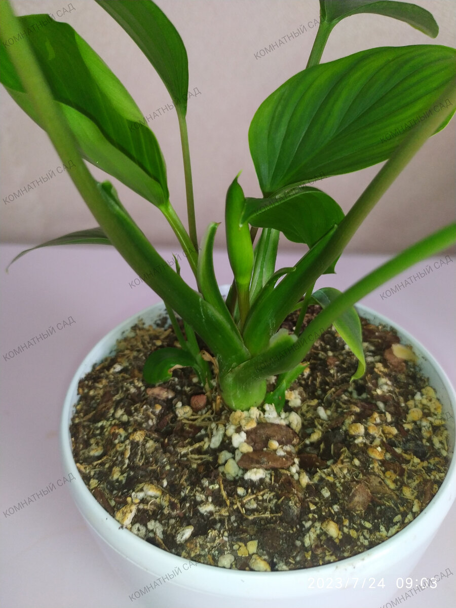 Первый бутон хоаломены Эмеральд Гейм 24.07.2023м 24.07.2023