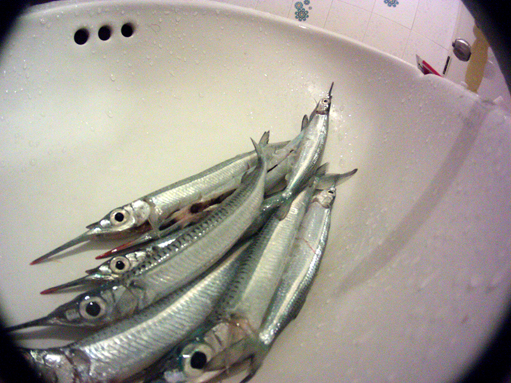 Вот такие малыши-сарганчики, размером с мойву.