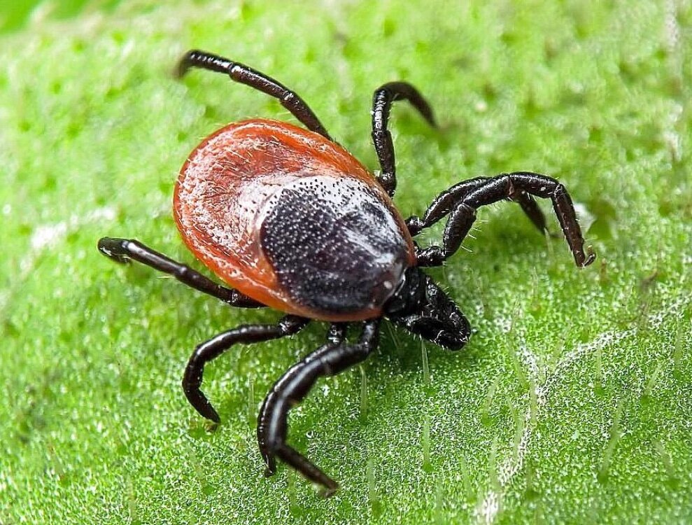 Иксодовый клещ