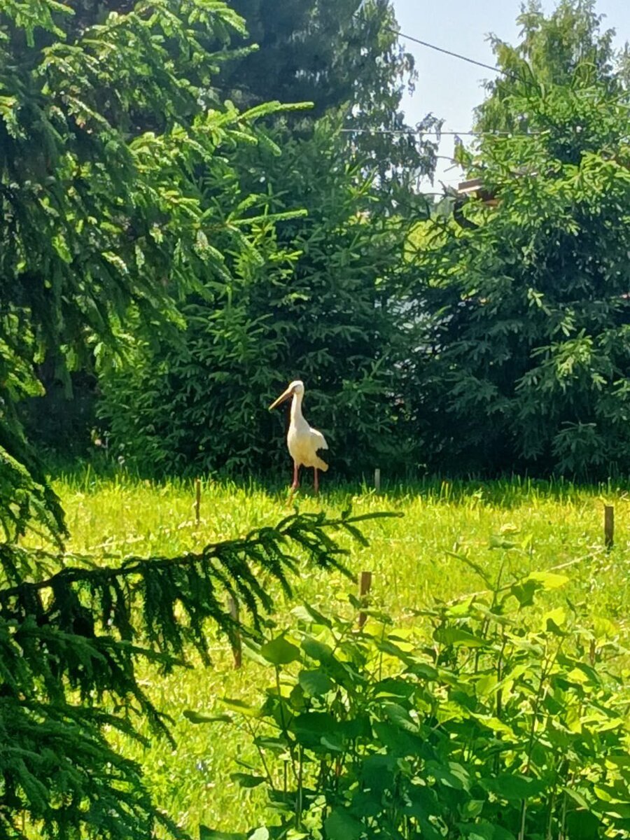 Аист прилетел проверить разметку фундамента
