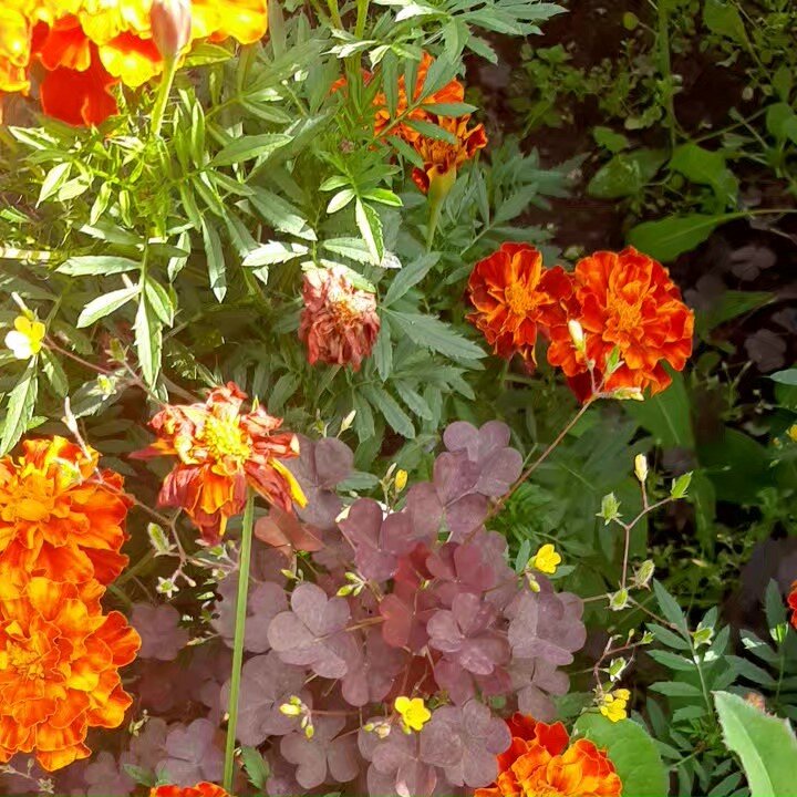 Кислица рожковая.на фоне бархатцев