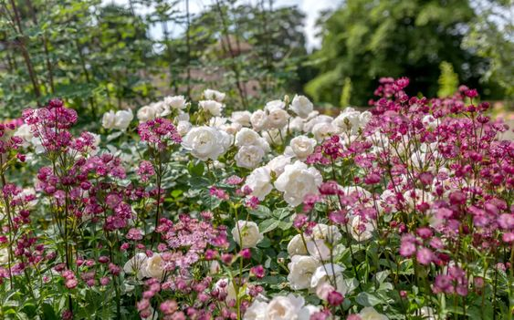 Роза и астранция