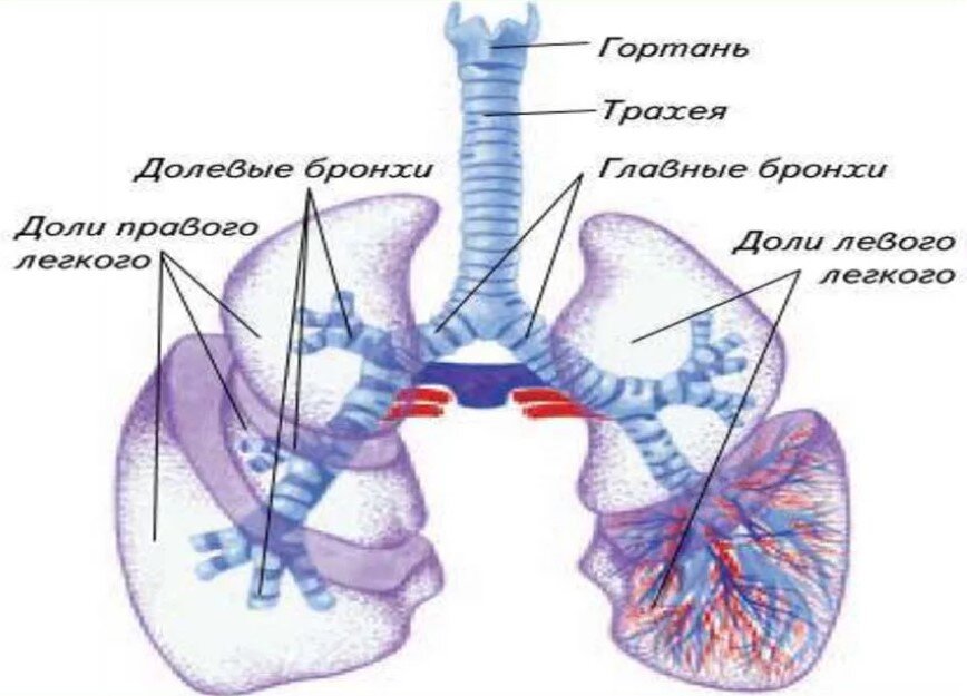 Лёгкие — Википедия