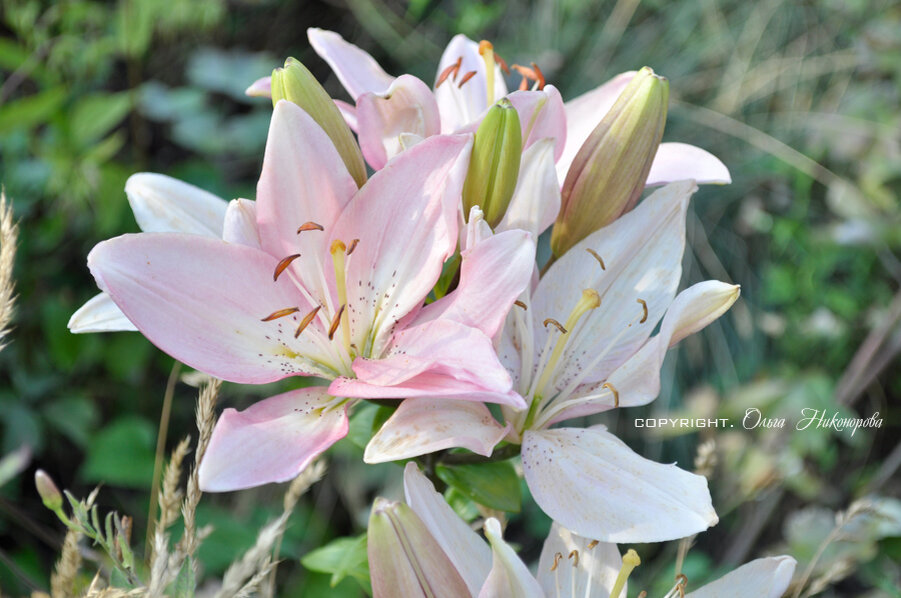 После цветение должно пройти около месяца и тогда можно приступать к пересадке