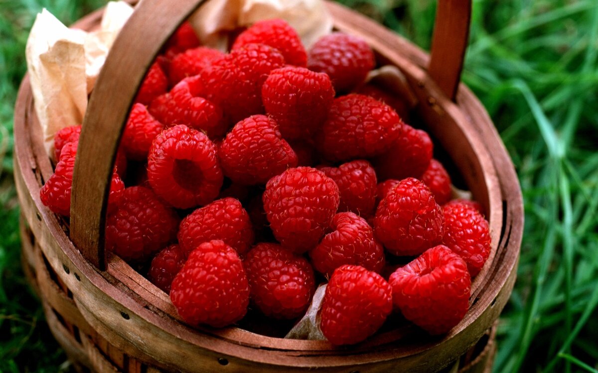 Сад. Огород. Малина. Посадка