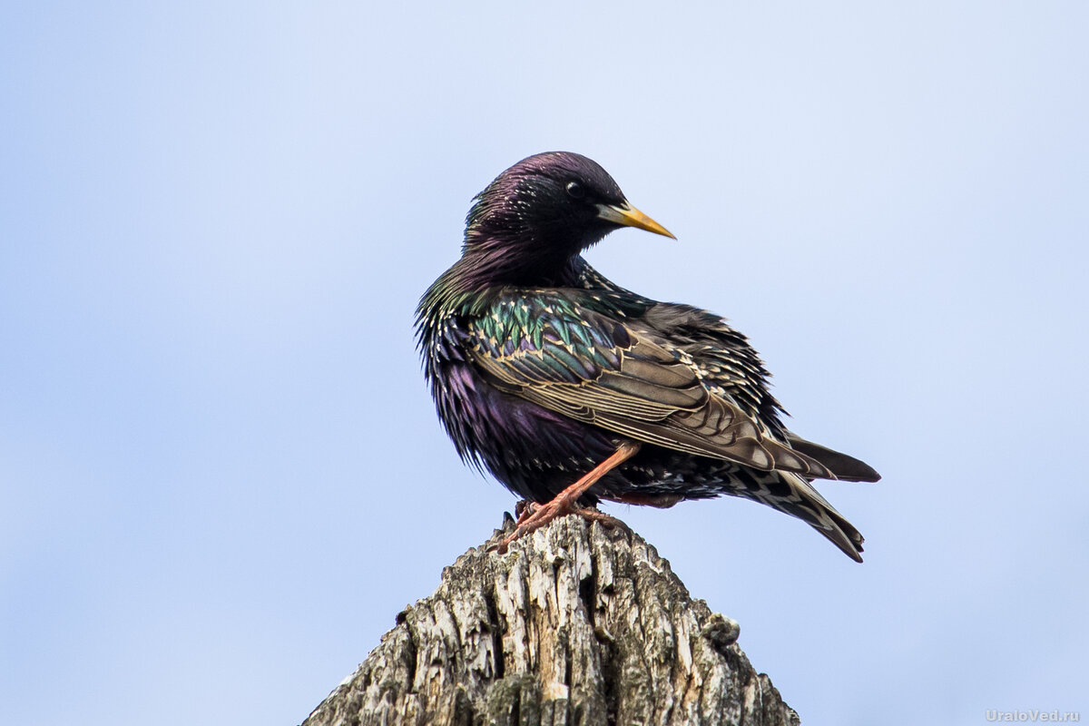 Обыкновенный скворец весной 