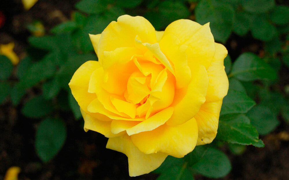 Желтые чайно гибридные розы сорта и фото