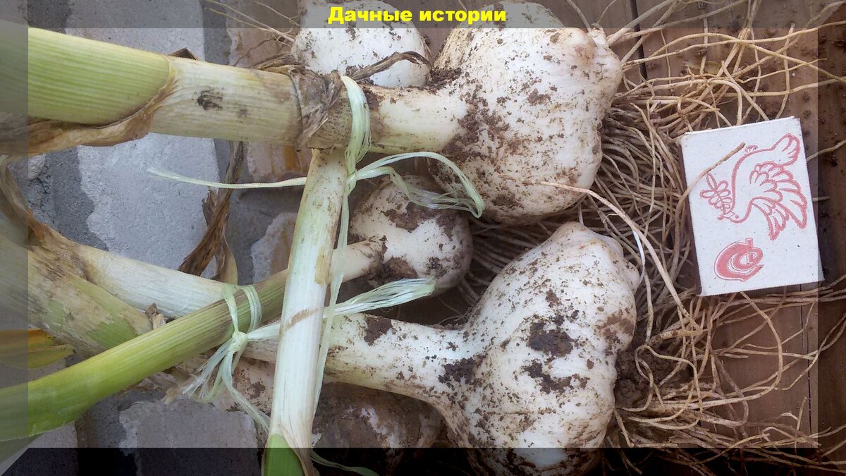 https://vk.com/photo-159774511_457242140