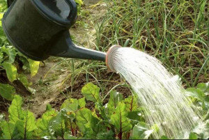 Полив огорода по нормативам нынче дорого обходится...