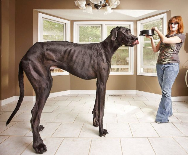 Домашний питомец может быть невероятно больше привычных размеров.