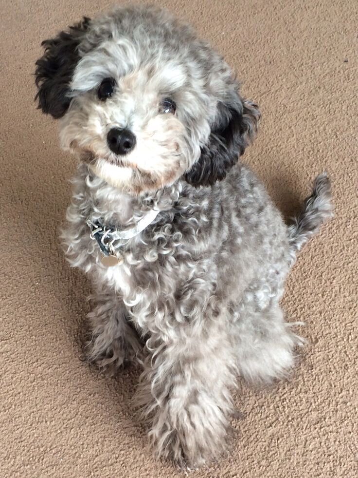 Фото не мое. Но очень похожа. 