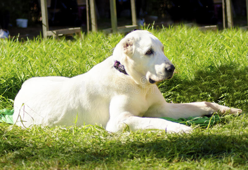 Среднеазиатская овчарка