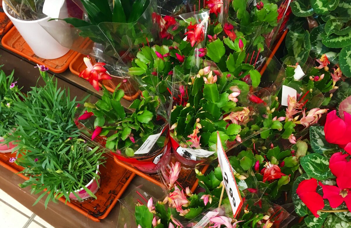 Фото: Piano Piano (в гости скорее принесут цветок в горшке, чем букет)