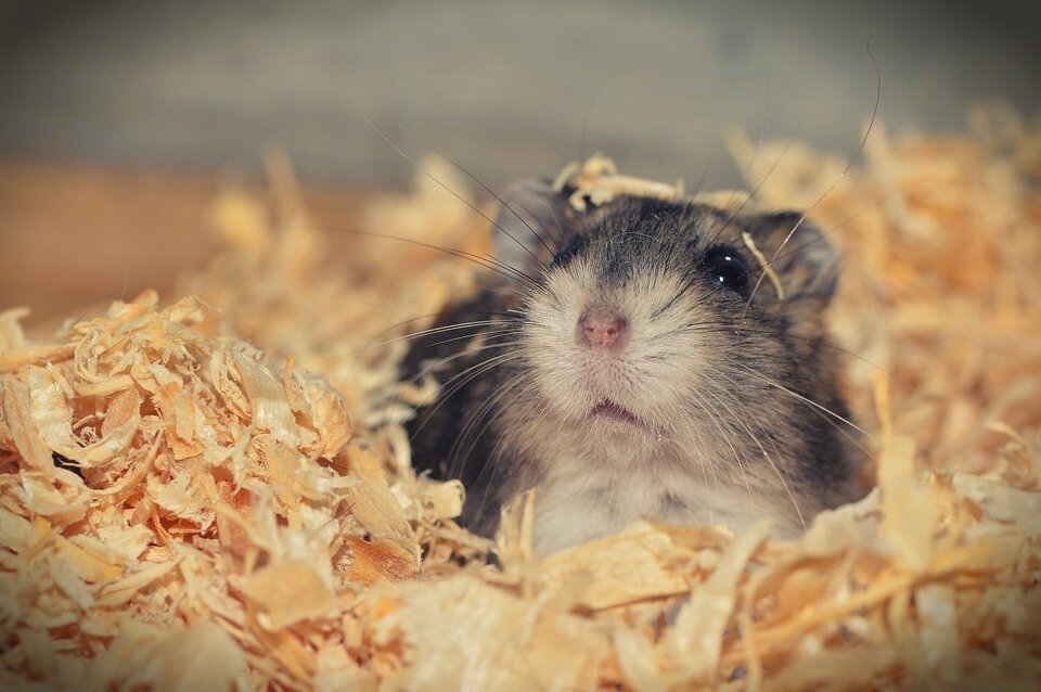 https://cdn.pixabay.com/photo/2018/12/16/16/48/hamster-3878853_960_720.jpg