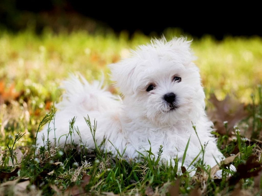 10 самых красивых имен для собак-девочек разных пород | Топ 10 | Дзен