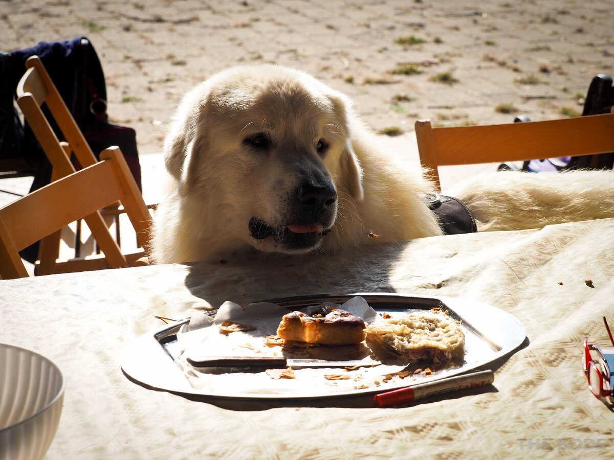 Источник: https://www.flickr.com Автор: Luca Boldrini