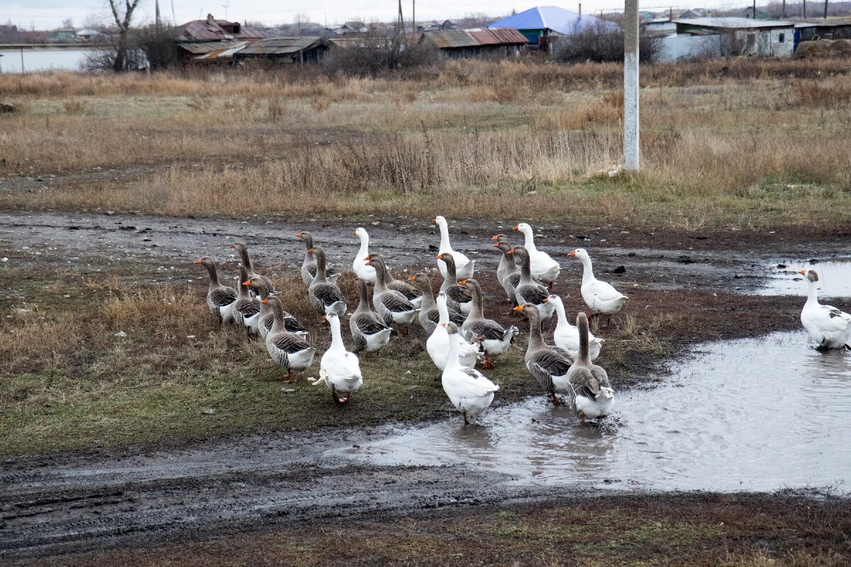 Село относятся