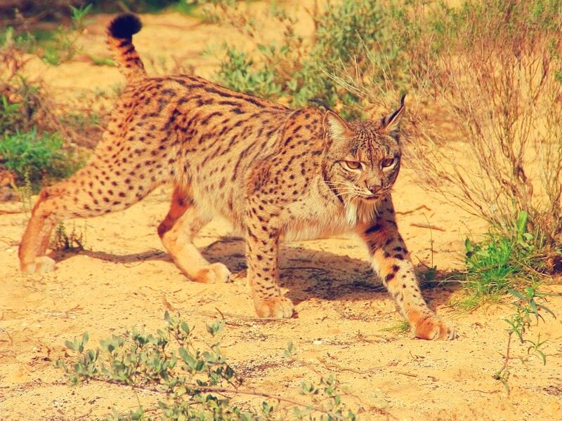 Фото 1. Непревзойденный охотник на кроликов