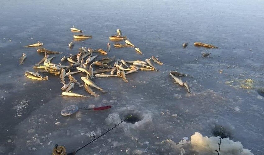 Фото аккаунта rybalkasakhalin в Instagram