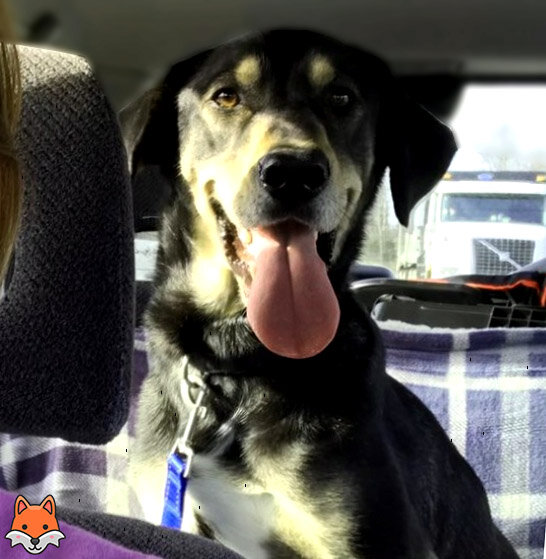 По дороге в новый дом.