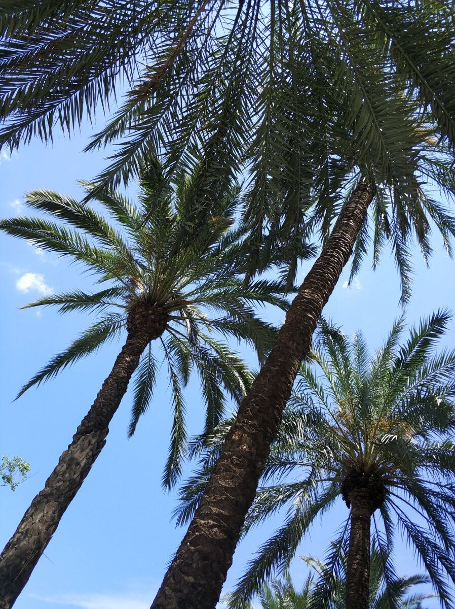 Небо в пальмах