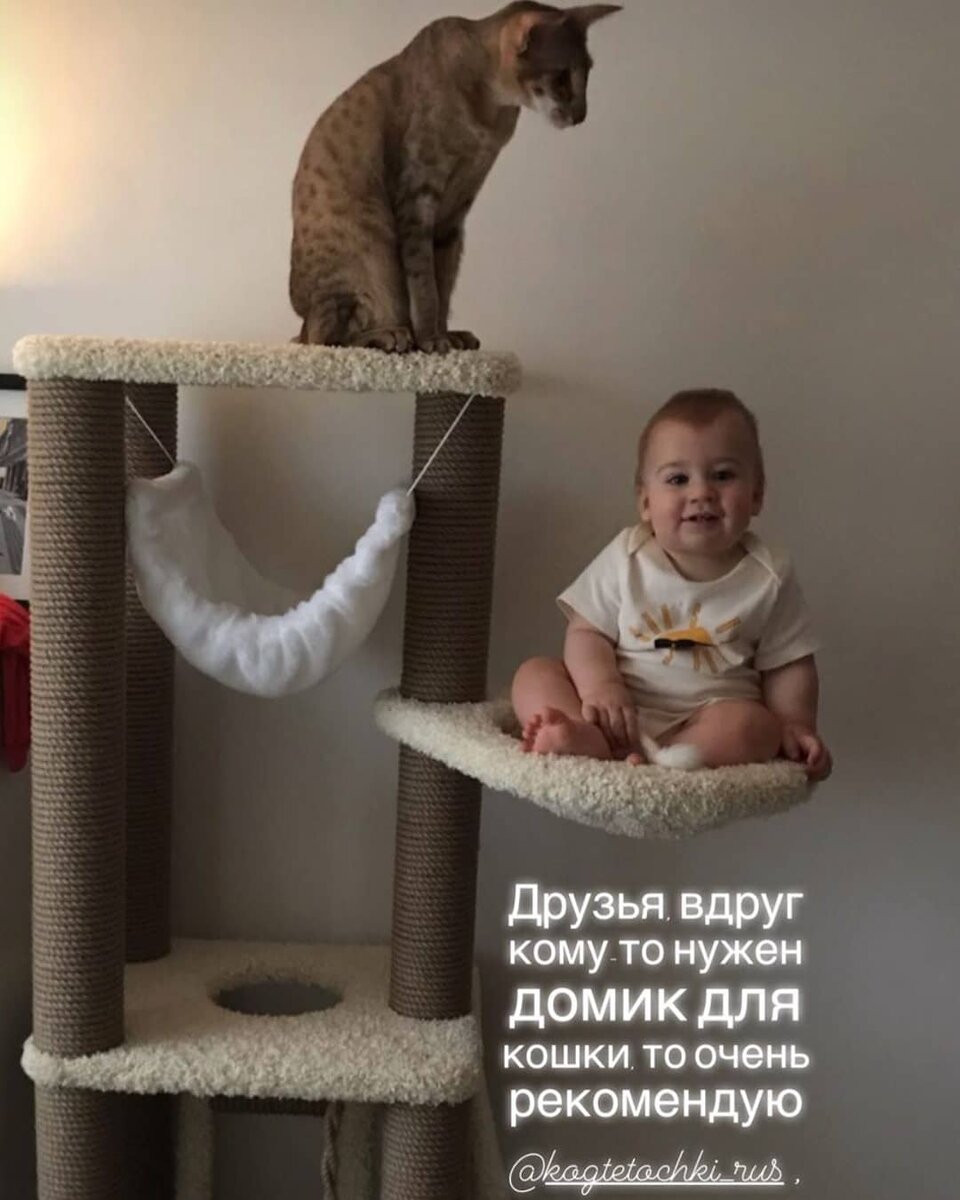 http://www.когтеточки-киров.рф/