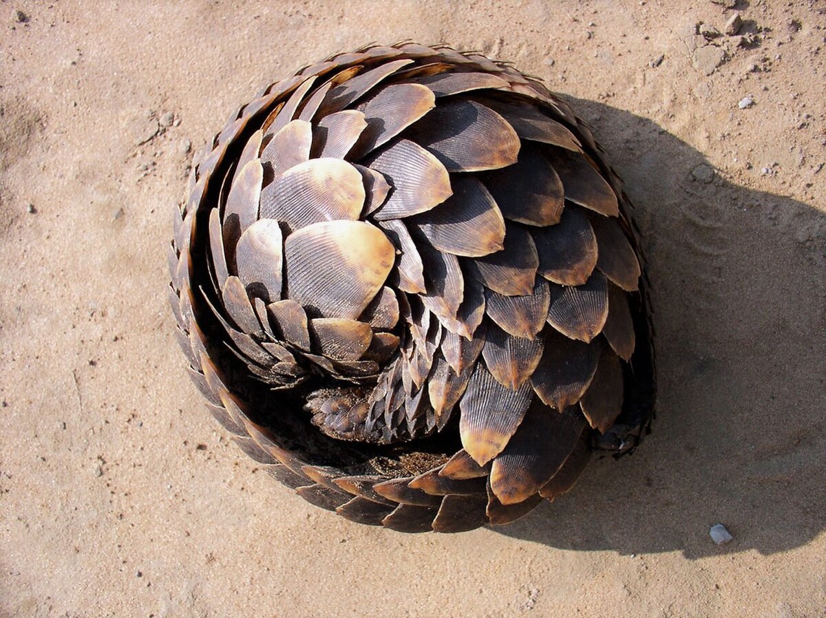 Степной панголин свернулся в защитный шар