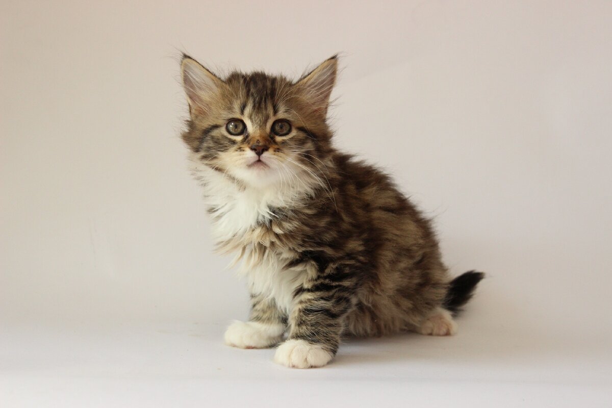 Малыши разъехались в новые дома сразу после карантина