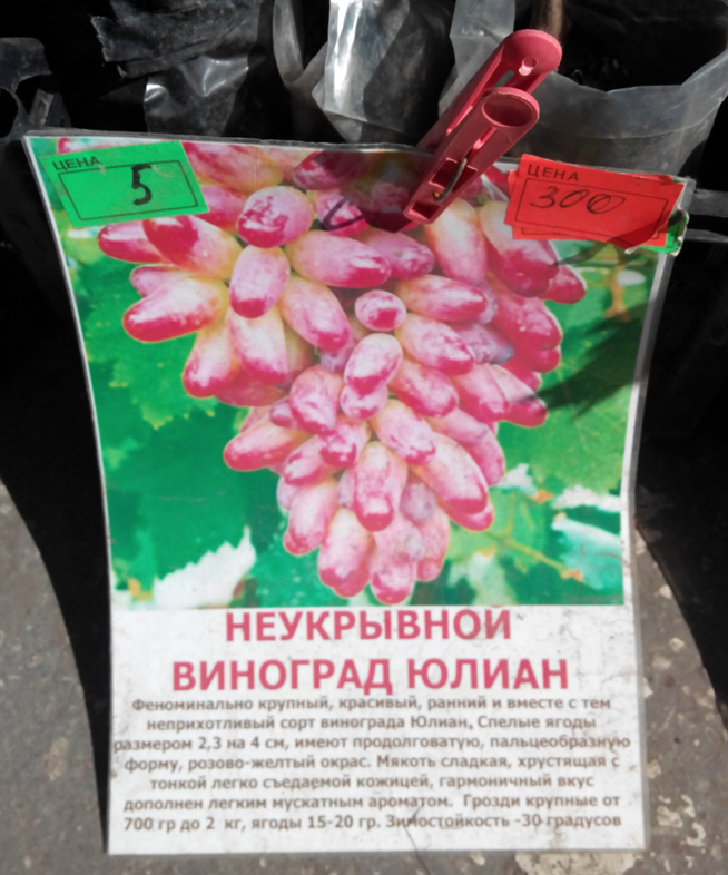 На самом деле, на фото сорт винограда Оригинал. Виноград красивый, но для нашего региона очень поздний