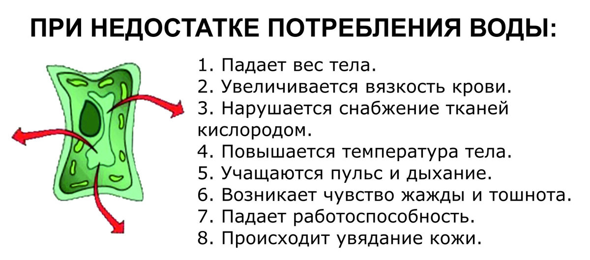 Иссохшая клетка. 