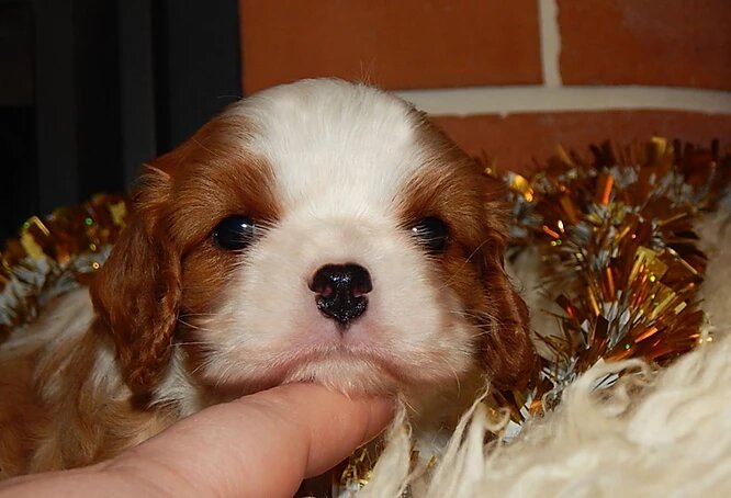 Кавалер Кинг Чарльз Спаниель